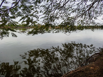 Reflection of trees in lake against sky