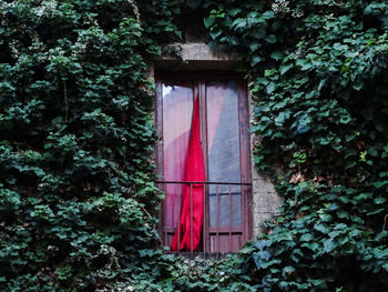 Red curtains at the window 