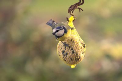 Close-up of bird perching on feeder