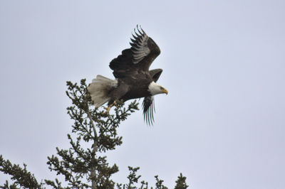 Low angle view of eagle flying against sky