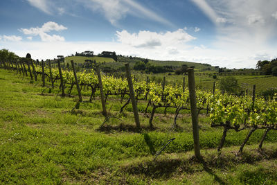 Scenic view of vineyard against sky