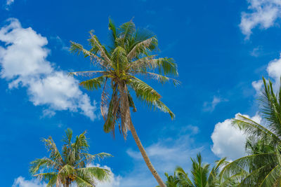 Low angle view of coconut palm tree against blue sky