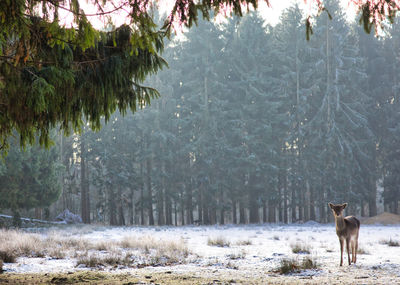 View of a dog on snow covered field