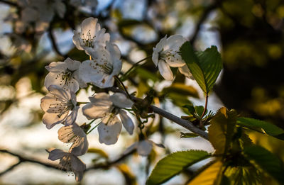 Close-up of white flowers on tree