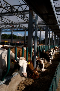 Cows in a shed