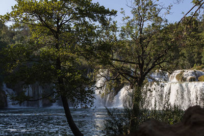 Scenic view of river amidst trees in forest