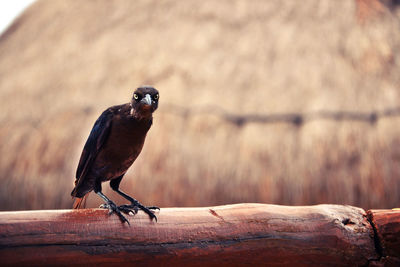 Close-up of sparrow perching on wood