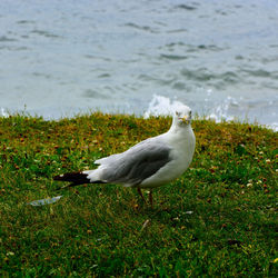 Close-up of seagull on grass