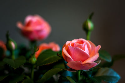Close-up of pink rose blooming outdoors