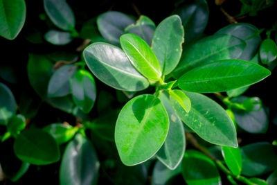 High angle view of plant leaves