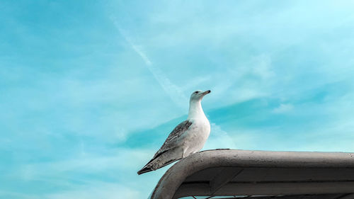 Low angle view of seagull perching on roof against sky