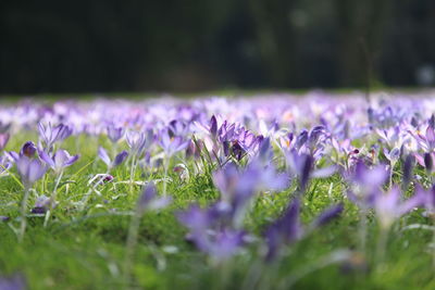 Close-up of purple crocus flowers on field