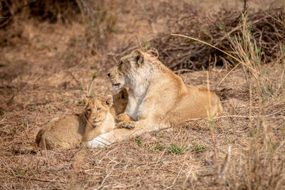 Lion cub and