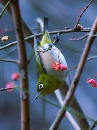 Close-up of parrot