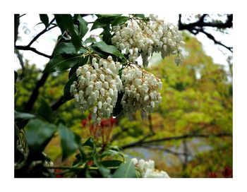 Low angle view of flowers blooming on tree