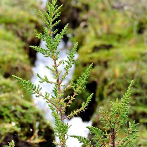 Close-up of plant