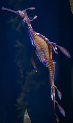 Close-up of fish swimming in aquarium