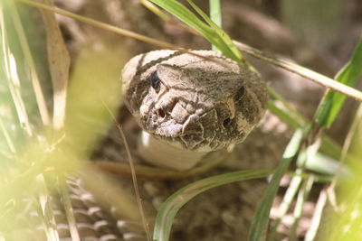 Close-up of a lizard