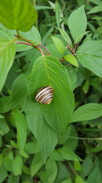 Close-up of green leaves on plant