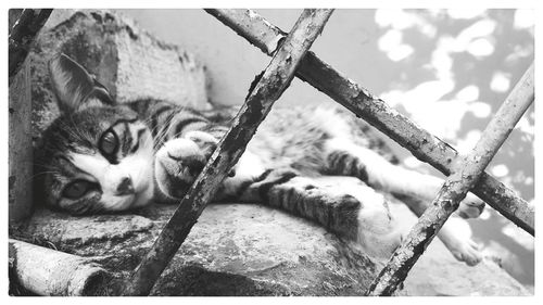 Portrait of cat seen through window