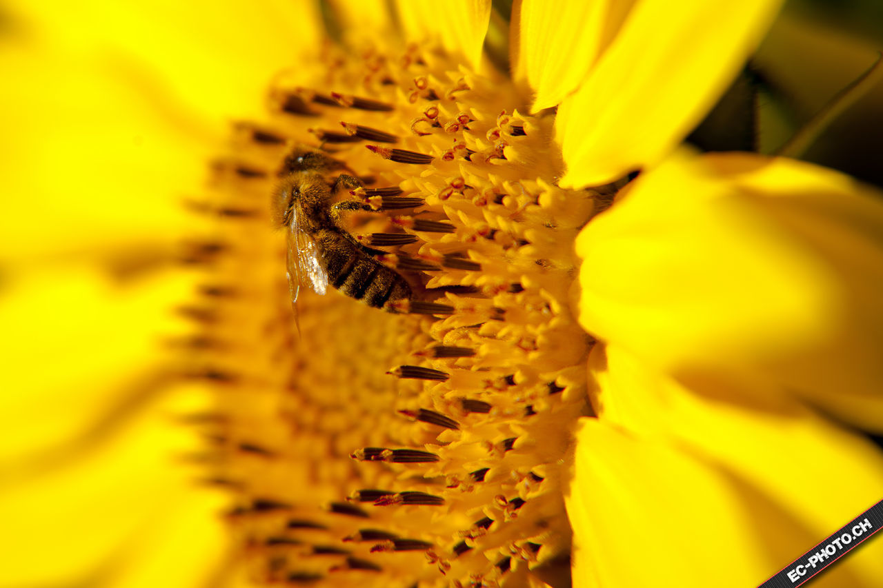 yellow, insect, one animal, animal themes, animals in the wild, flower, wildlife, freshness, close-up, petal, fragility, beauty in nature, flower head, selective focus, pollen, nature, pollination, single flower, growth, extreme close-up, full frame, blooming, honey bee, vibrant color, no people, symbiotic relationship