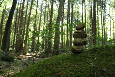 Trees in forest