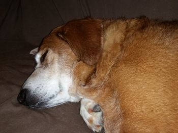 Dog sleeping on bed