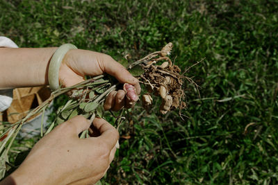 Close-up of hand holding plant