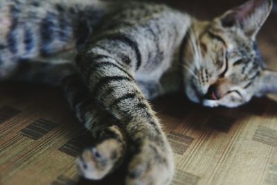 Close-up of cat relaxing on wood