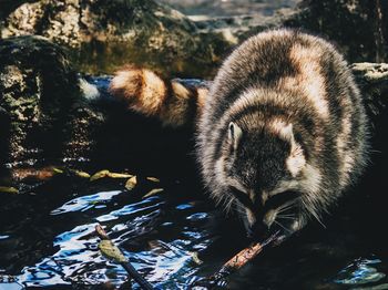 Raccoon in water at zoo