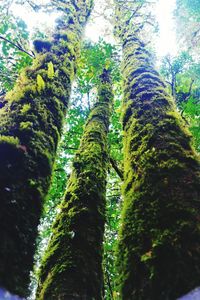 Low angle view of trees in forest