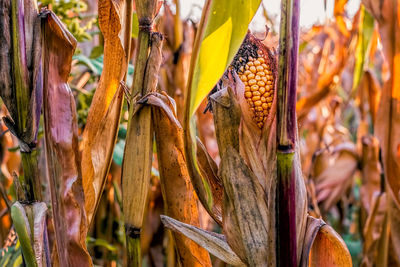 Close-up of corns growing at farm