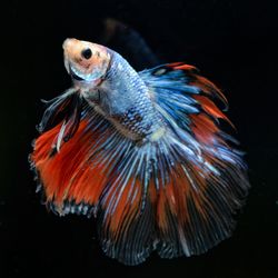 Close-up of fish swimming in sea