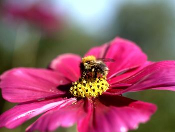 Close-up of bee pollinating on pink flower