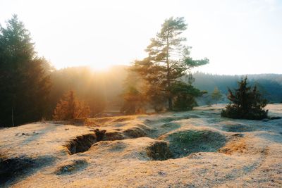 Trees on landscape against bright sun