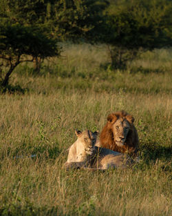 Lioness on field