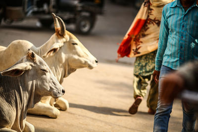 Low section of people walking by cows on road