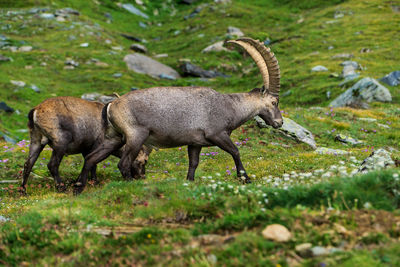 Side view of two ibex grazing on field