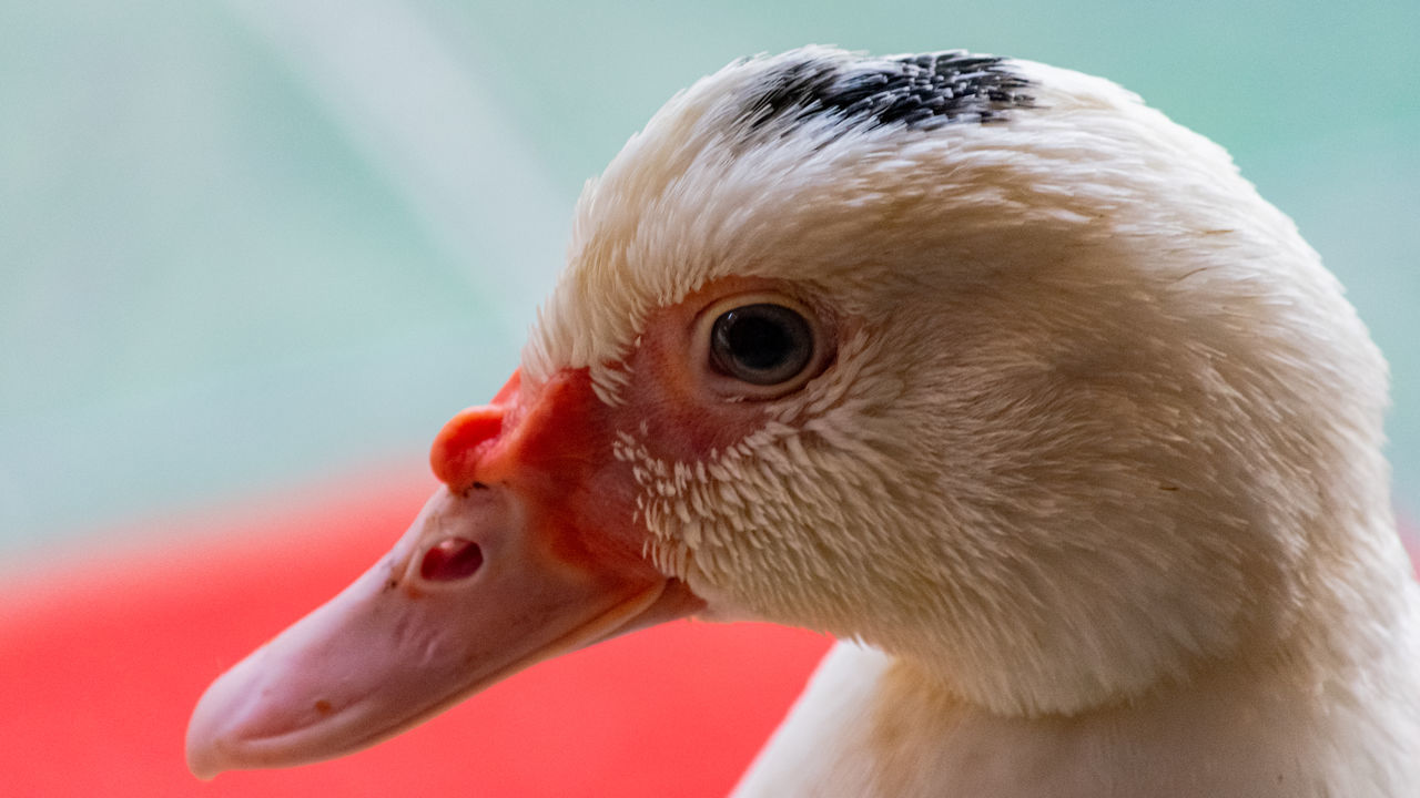 CLOSE-UP OF BIRD