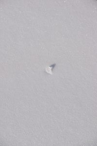 High angle view of bird on sand