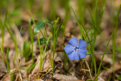 Close-up of blue flower blooming on field