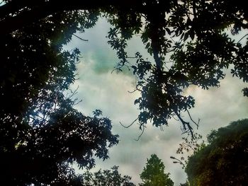 Low angle view of trees against cloudy sky