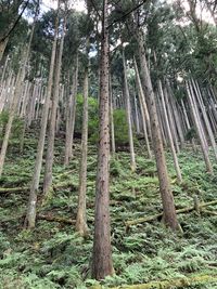 Trees in forest