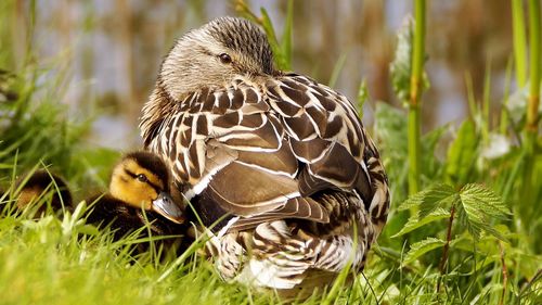 Close-up of a bird