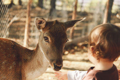 Rear view of boy standing by deer at zoo