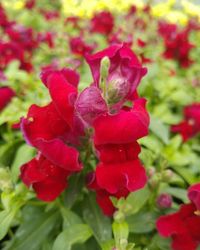 Close-up of red flower