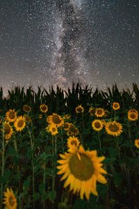 Scenic view of sunflower field against sky at night