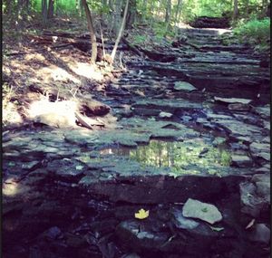 Stream flowing through forest