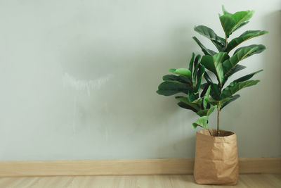 Fiddle leaf fig big leave plant with paper pot in the room of an apartment.