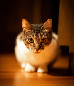 Portrait of tabby cat on table at home